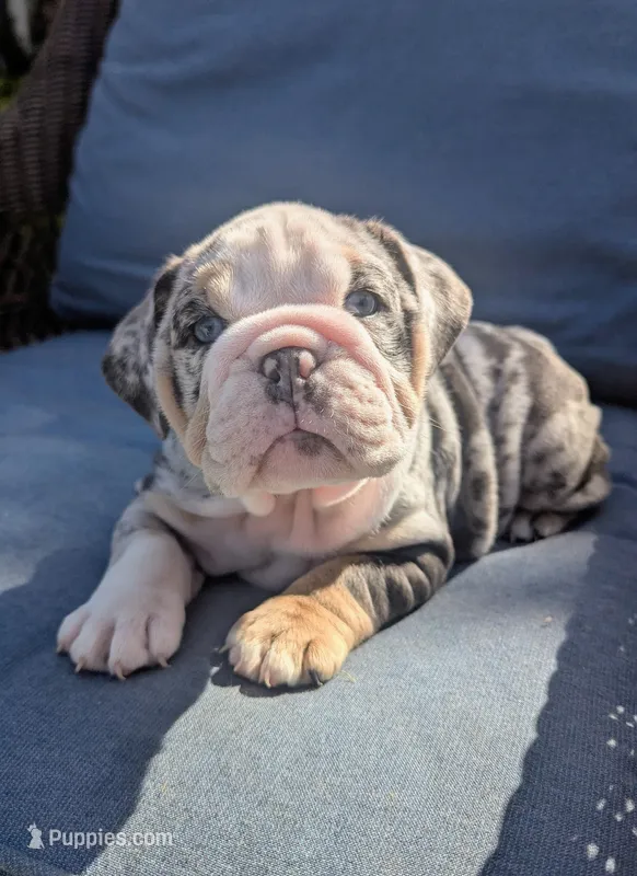Oreo – English Bulldog puppy for sale in Riverside, CA