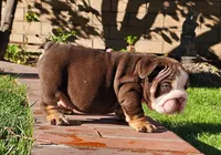 Mr Moo, a male English Bulldog for sale in Riverside, CA – 4 of 4