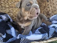 Lola, a female English Bulldog for sale in Riverside, CA – 3 of 3