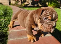 JETT, a male English Bulldog for sale in Riverside, CA – 2 of 4