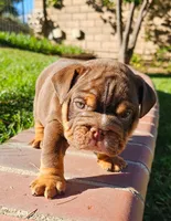 JETT, a male English Bulldog for sale in Riverside, CA – 3 of 4