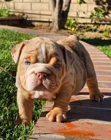 Boxer, a male English Bulldog for sale in Riverside, CA – 3 of 3