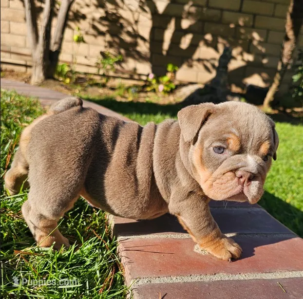 Lola – English Bulldog puppy for sale in Riverside, CA