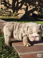 Stella, a female English Bulldog for sale in Riverside, CA – 2 of 5