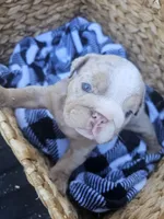 Stella, a female English Bulldog for sale in Riverside, CA – 4 of 5
