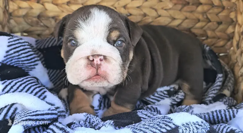 Mr Moo – English Bulldog puppy for sale in Riverside, CA