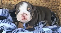 Mr Moo, a male English Bulldog for sale in Riverside, CA – 2 of 4