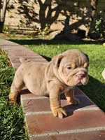 Pickles, a male English Bulldog for sale in Riverside, CA – 3 of 4