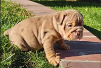 Pickles, a male English Bulldog for sale in Riverside, CA – 2 of 4