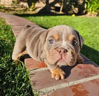 Lola, a female English Bulldog for sale in Riverside, CA – 2 of 3