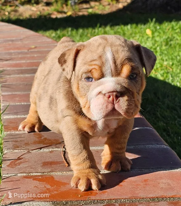 Boxer – English Bulldog puppy for sale in Riverside, CA