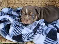 JETT, a male English Bulldog for sale in Riverside, CA – 4 of 4