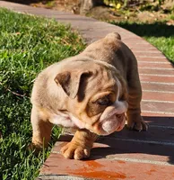 Boxer, a male English Bulldog for sale in Riverside, CA – 2 of 3