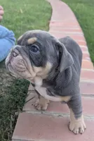 Lucky, a male English Bulldog for sale in Riverside, CA – Photo 3 of 3