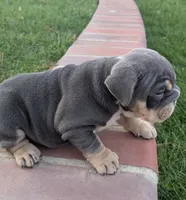 Lucky, a male English Bulldog for sale in Riverside, CA – Photo 2 of 3