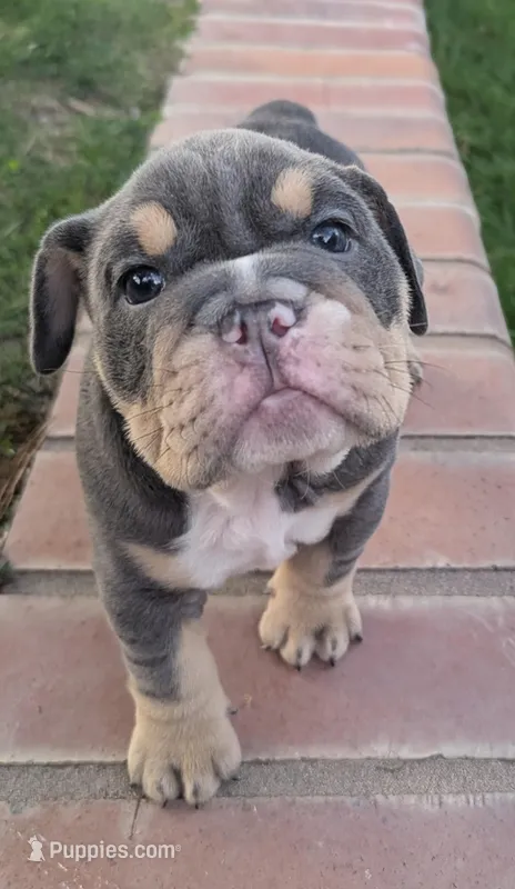 Lucky – English Bulldog puppy for sale in Riverside, CA