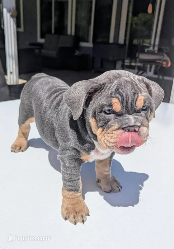 Lucky – English Bulldog puppy for sale in Riverside, CA