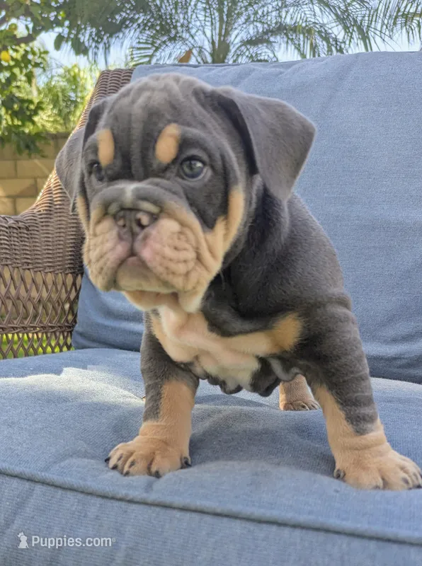 Lucky – English Bulldog puppy for sale in Riverside, CA