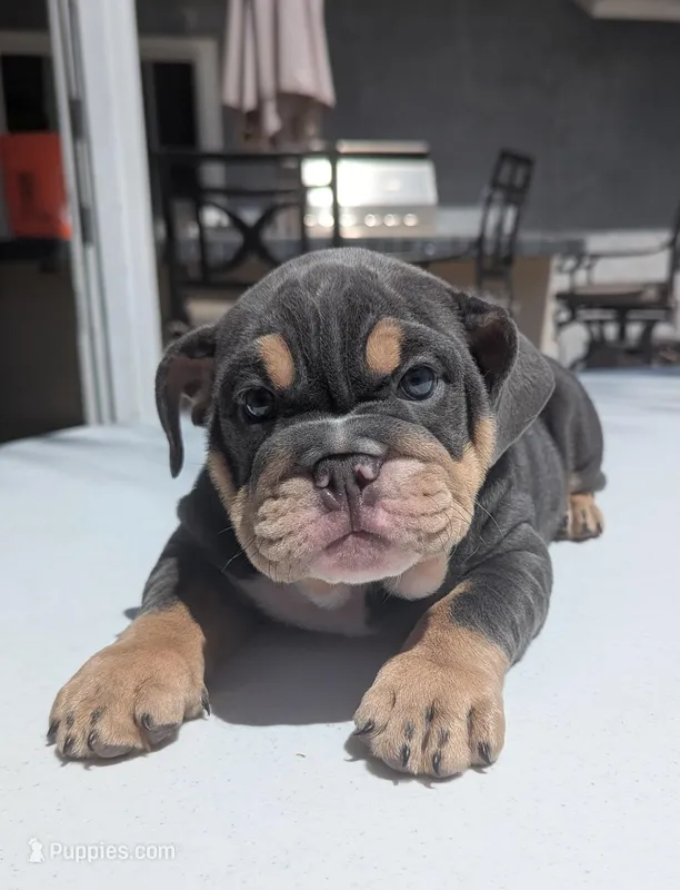 Lucky – English Bulldog puppy for sale in Riverside, CA