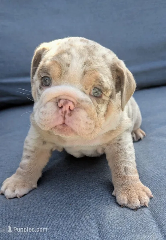 Lazy Bone – English Bulldog puppy for sale in Riverside, CA