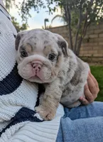 Lazy Bone, a male English Bulldog for sale in Riverside, CA – Photo 2 of 2