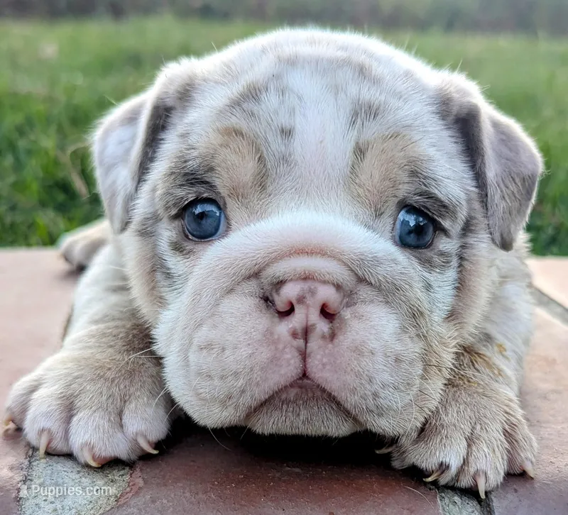 Lazy Bone – English Bulldog puppy for sale in Riverside, CA