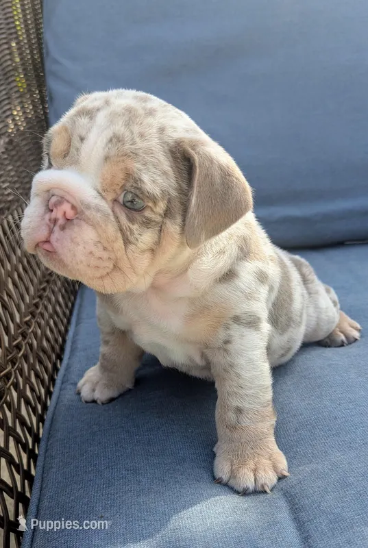 Lazy Bone – English Bulldog puppy for sale in Riverside, CA