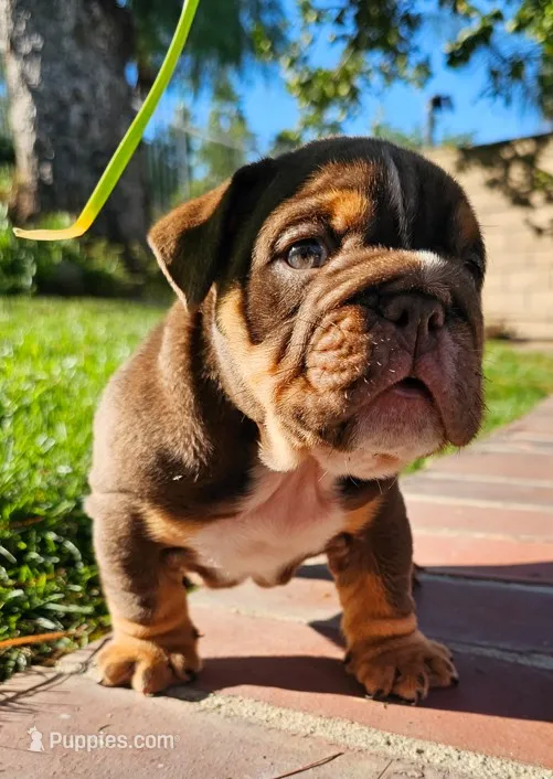 JETT, a male English Bulldog for sale in Riverside, CA – 1 of 4