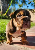 JETT, a male English Bulldog for sale in Riverside, CA – 1 of 4