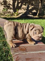 Spotty, a male English Bulldog for sale in Riverside, CA – 2 of 3