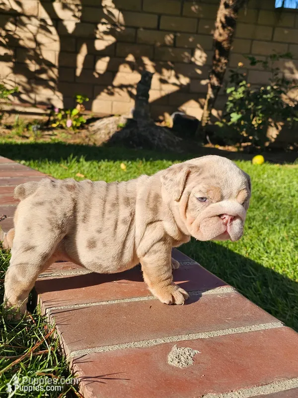 Stella – English Bulldog puppy for sale in Riverside, CA