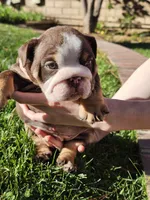 Mr Moo, a male English Bulldog for sale in Riverside, CA – 3 of 4