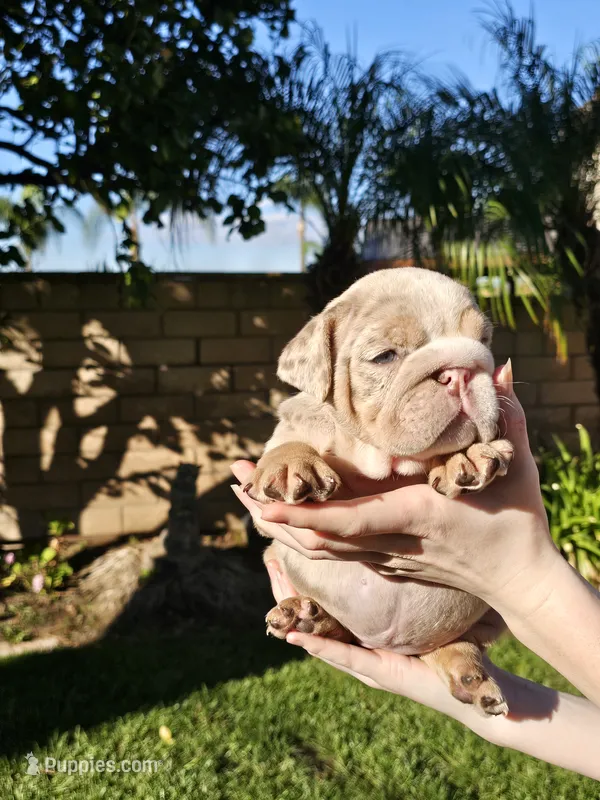 Stella, a female English Bulldog for sale in Riverside, CA – 1 of 5
