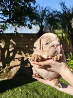Stella, a female English Bulldog for sale in Riverside, CA – 1 of 5