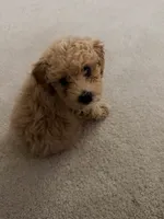 Teddy, a male Poodle - Miniature  for sale in Merrillville, IN – 2 of 4