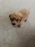 Teddy, a male Poodle - Miniature  for sale in Merrillville, IN – 3 of 4
