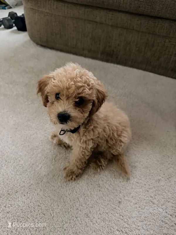 Teddy – Poodle - Miniature  puppy for sale in Merrillville, IN
