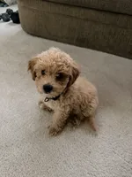 Teddy, a male Poodle - Miniature  for sale in Merrillville, IN – 1 of 4
