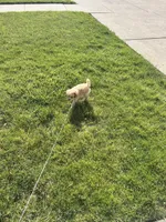 Teddy, a male Poodle - Miniature  for sale in Merrillville, IN – 4 of 4
