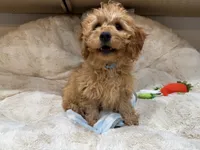 Teddy, a male Cavapoo for sale in Chattanooga, TN – 7 of 10