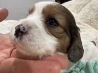 Callie, a female Cavapoo for sale in Chattanooga, TN – 9 of 10