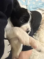 Caleb, a male Cavapoo for sale in Chattanooga, TN – 6 of 10