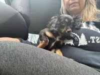 Hazels puppy, a male Cavapoo for sale in Chattanooga, TN – Photo 7 of 7