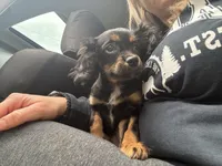 Hazels puppy, a male Cavapoo for sale in Chattanooga, TN – Photo 5 of 7