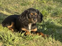 Hazels puppy, a male Cavapoo for sale in Chattanooga, TN – 6 of 10