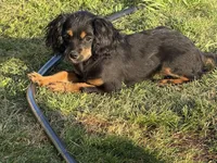 Hazels puppy, a male Cavapoo for sale in Chattanooga, TN – 7 of 10