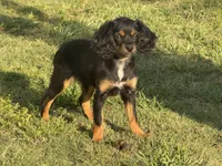 Hazels puppy, a male Cavapoo for sale in Chattanooga, TN – 10 of 10