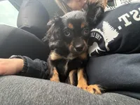 Hazels puppy, a male Cavapoo for sale in Chattanooga, TN – Photo 6 of 7