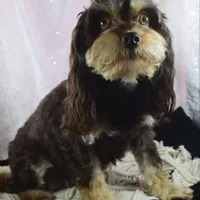 Hazels puppy, a male Cavapoo for sale in Chattanooga, TN – Photo 1 of 7