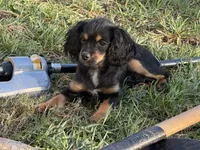 Hazels puppy, a male Cavapoo for sale in Chattanooga, TN – 9 of 10